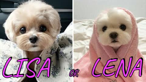 LISA OR LENA💖 ( CUTE ANIMALS 😍😚