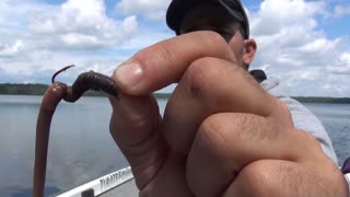 How to hook a worm on a regular hook
