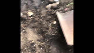 Removing rocks from dirt