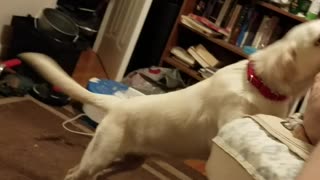 Dog wakes up his master everyday at 6:00am