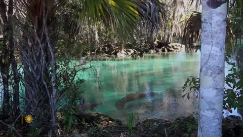 Nature Manatees in Florida