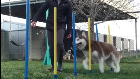 How To Train Ur Dog