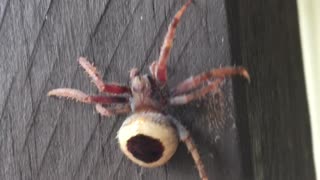 Up Close and Personal with an Orb Weaver Spider