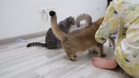 FUNNY ANIMALS VIDEO🤣