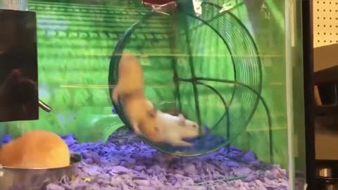 Hamster gets stuck in the wheel. Did he get out !?