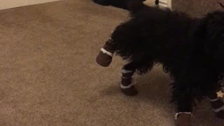 Doggy Doesn't Care for New Booties
