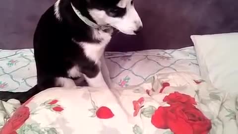 Husky won't let you wake up the baby to school