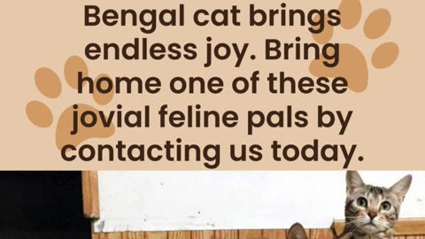 Bengal Cats for Sale: Jovial Feline Pals at Rising Sun Farm