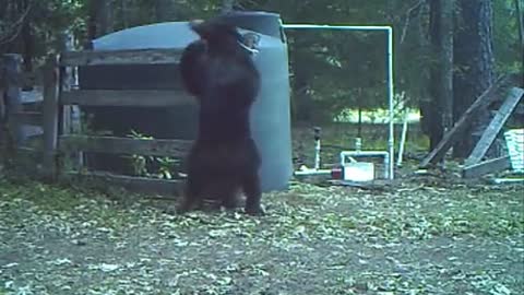 Bear gets hit in the nut while playing with rope