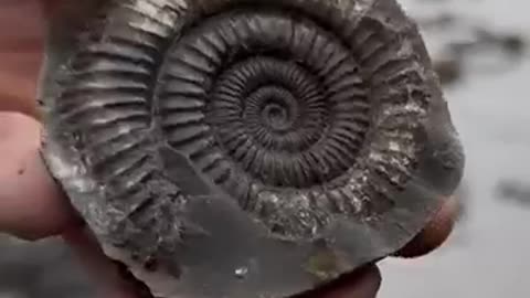Ammonite-185 m years old