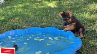 German Shepherd Puppy Meets Baby Duckling for the First Time!