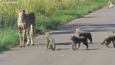 Injured Cheetah When Choosing Wrong Opponent, Can It Survive?Wild Animals