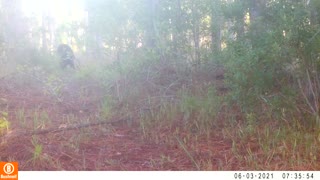 Bear and Coyote Hanging out Together in the Woods