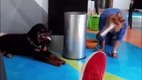 man in mask scares dog funny