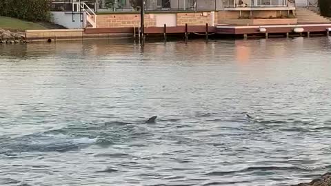 Louis the Doggo Wants to Play with the Pod of Dolphins