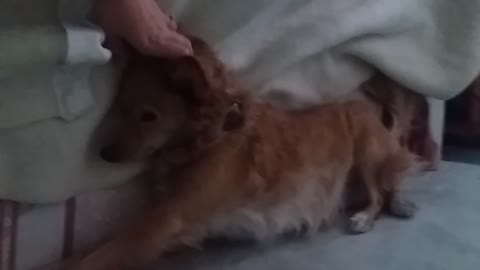 Pooch Enjoys Endless Massages From Owner While Cuddling In Bed