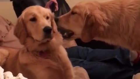 Golden Retriever vocally claims his spot from sibling