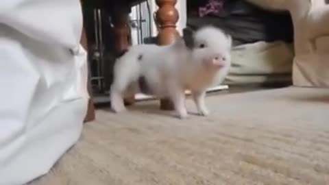 Adorable Baby Pig Dancing 'Work' #FitnessMania