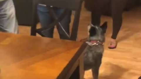 Dogs get stupid excited over birthday party and join in singing Happy Birthday!