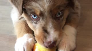 Cute little puppy eats an apple for the very first time