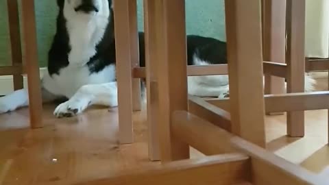 Stubborn husky hides and yells at owner
