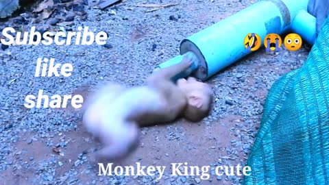 Amazing Dog Monkey Sweetpea Try To Help Cutie MARIMAStuck In Tube Poor BabyCry Cry Loudly