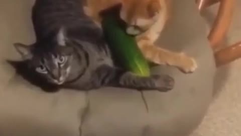 Funny Cats vs Cucumbers_ 2 Cats Sitting In A Chair K.I.S.S.I.N.G. #Shorts