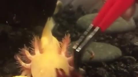 Axolotl eats worms