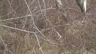 Puppy finds a pike in tree