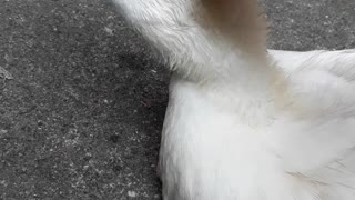 Duck Gets Great Massage