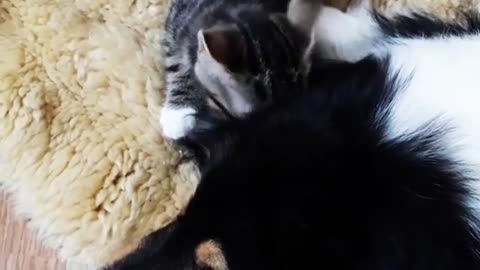 Caty Licking Her Best Friend Dogy