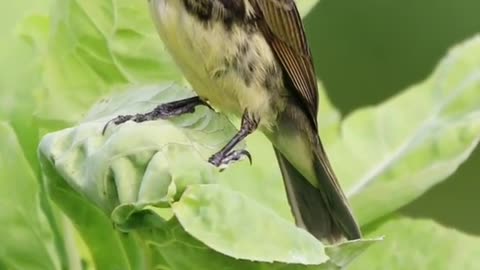 Beautifull bird sound..