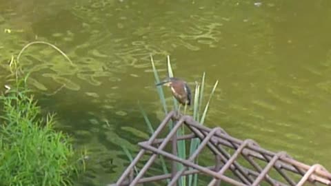 Green Heron Flies To Perch