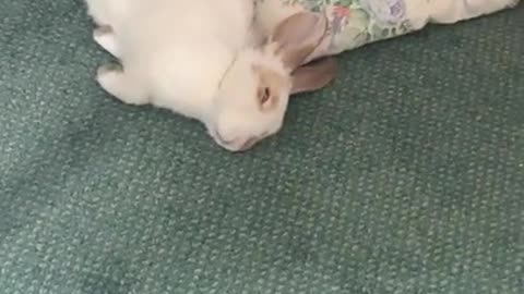 Young Rabbit Loving The Pillow
