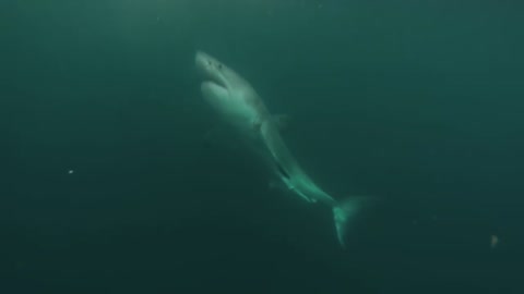 Great White Shark Warns Irresponsible Scuba diver