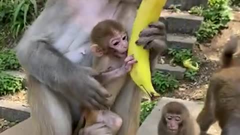 Cute Monkey China & Funny Love monkey_ Animals Love