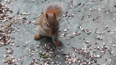 cute squirrels short videos