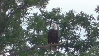 49 Toussaint Wildlife - Oak Harbor Ohio