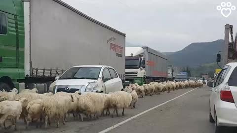 Traffic jam caused by more than 3000 Sheeps on road