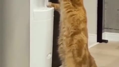 Cat itself drinking water funny
