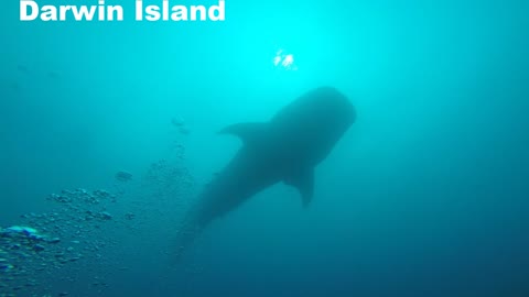 Scuba diving mashup of galapagos