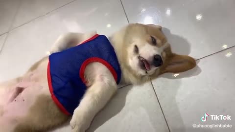 Puppy sleep without knowing heaven and earth