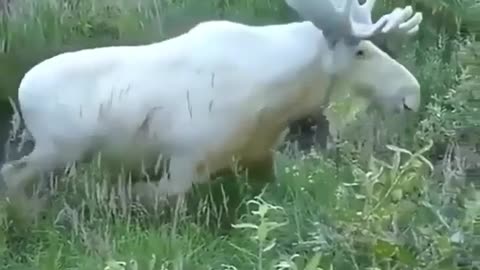 Very rare white moose is spotted in Sweden