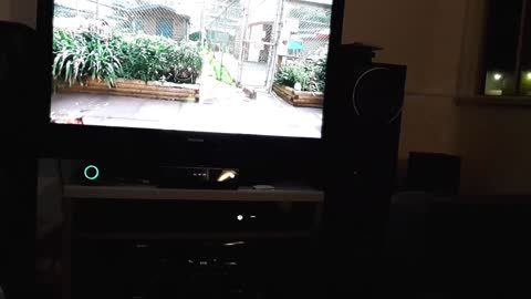 Cat Watching Cats on TV