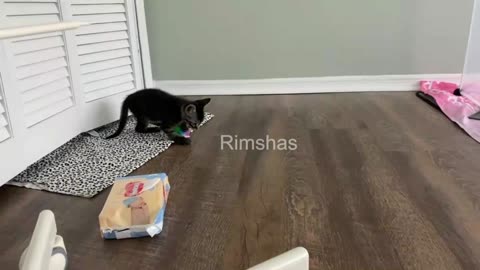 Playful Kittens video Exclusive