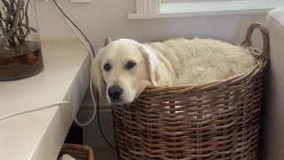 Golden Retriever Says "If I Fits, I Sits"