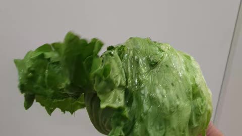 Irritating shaking lettuce