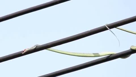 High voltage wire snake to catch birds