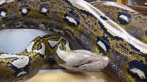Why the pet snake she slept with was losing weight?
