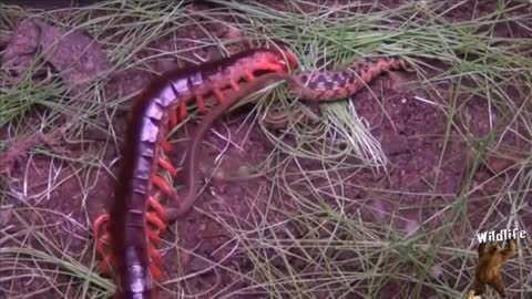 Snake vs Giant Centipede You Will Not Believe Your Eyes - Amazing Wild Creatures